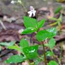 Image of Impatiens goughii Wight