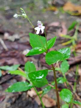 Image of Impatiens goughii Wight