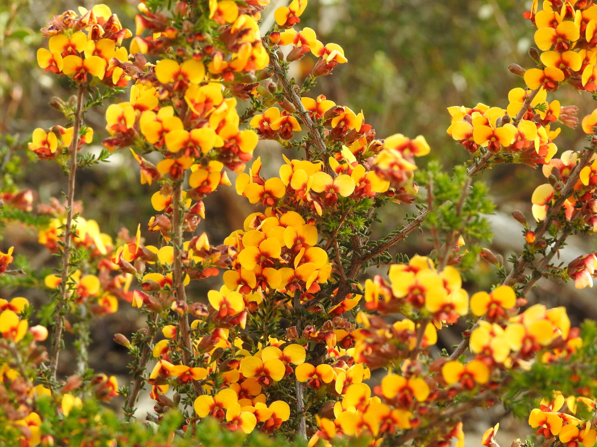 صورة Dillwynia phylicoides A. Cunn.