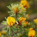 Imagem de Pultenaea daltonii H. B. Will.