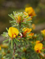 Image of Pultenaea daltonii H. B. Will.