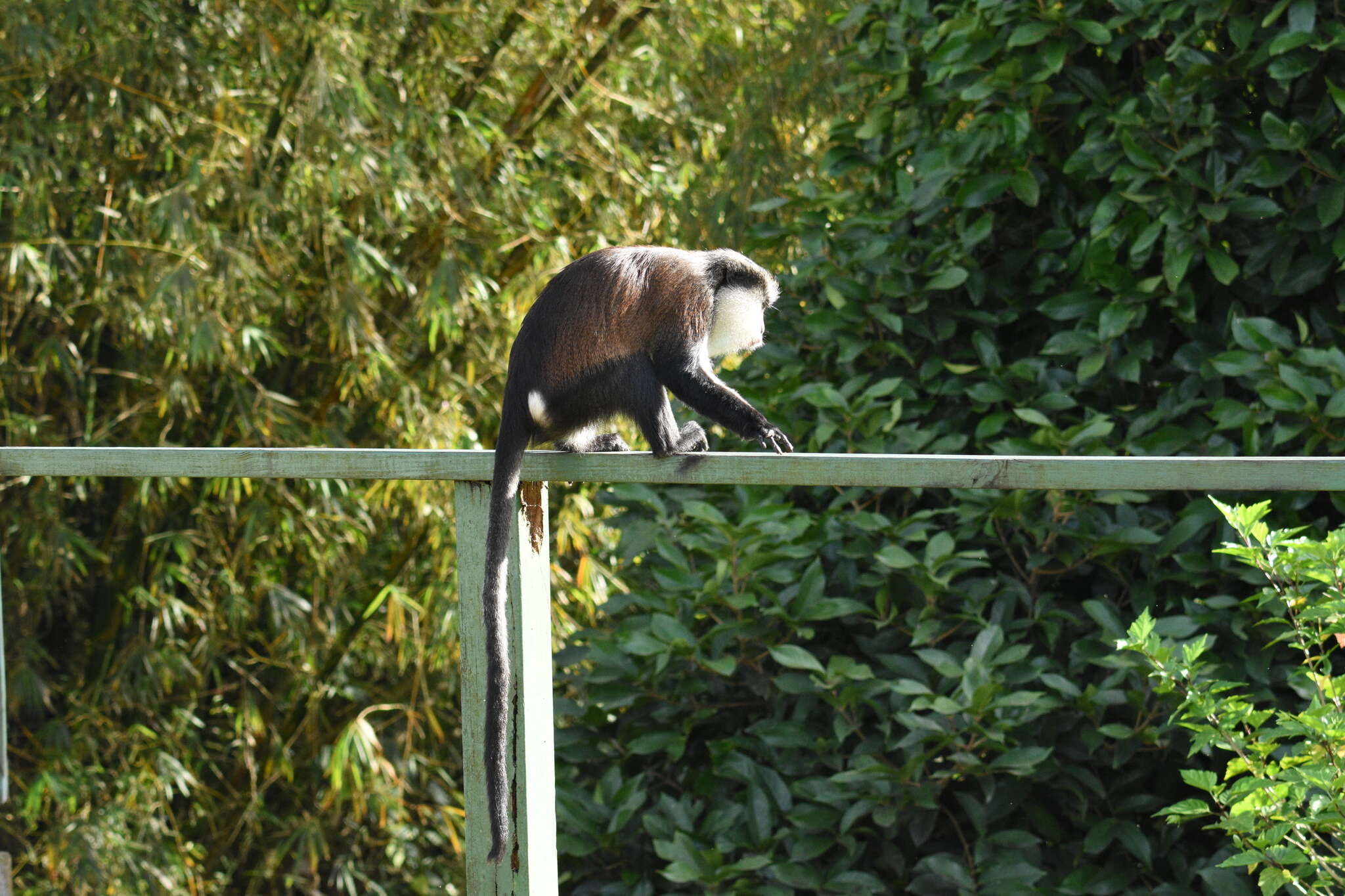 Image of Mona Guenon