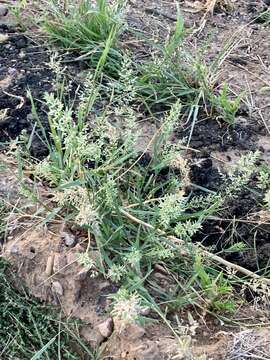 Image de Eragrostis cilianensis (All.) Janch.