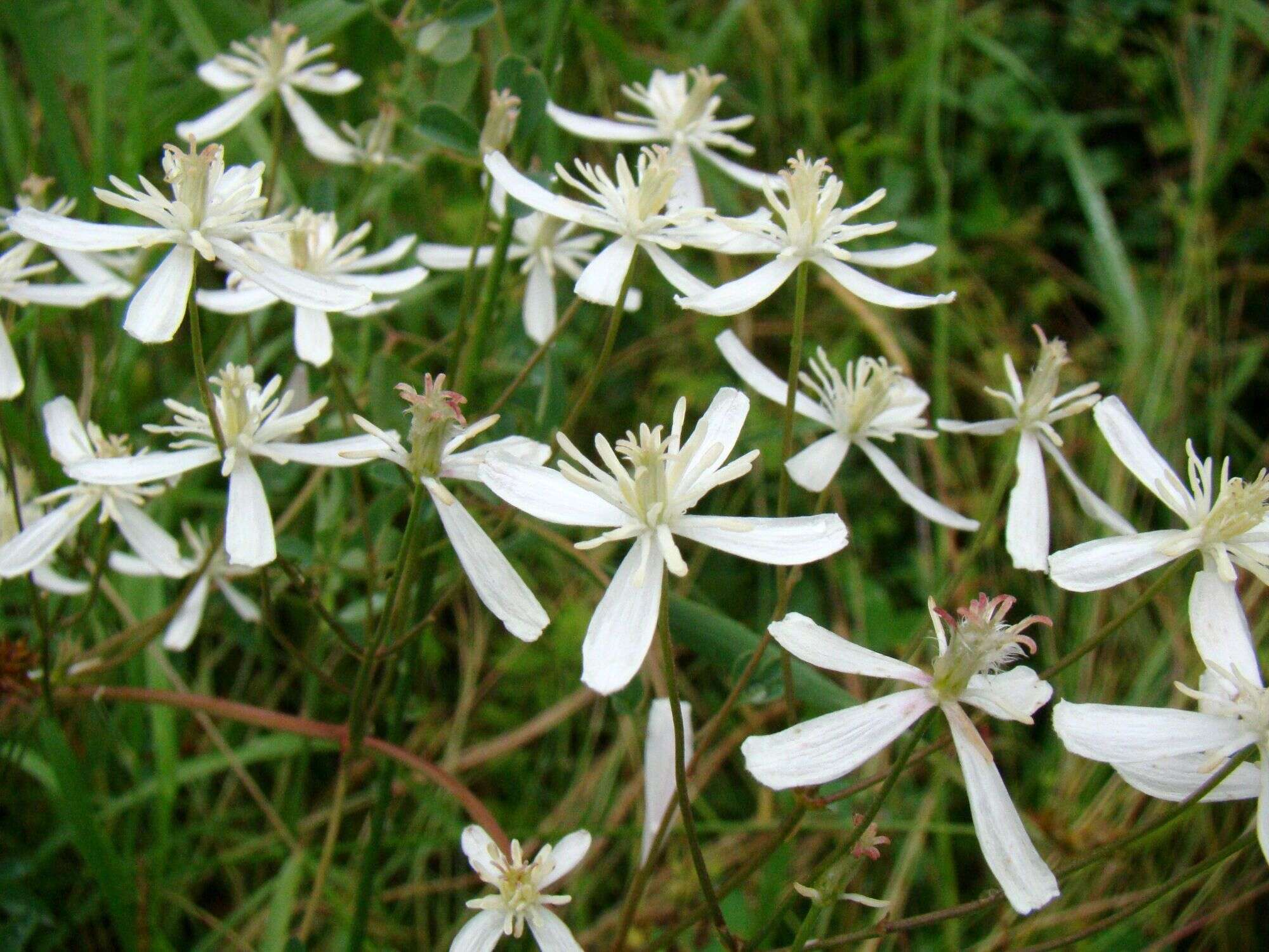 Imagem de Clematis lathyrifolia Bess. ex Reichb.