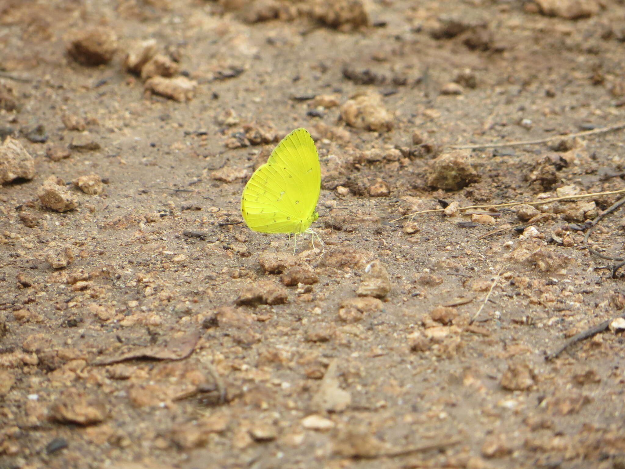 Слика од <i>Eurema <i>floricola</i></i> floricola