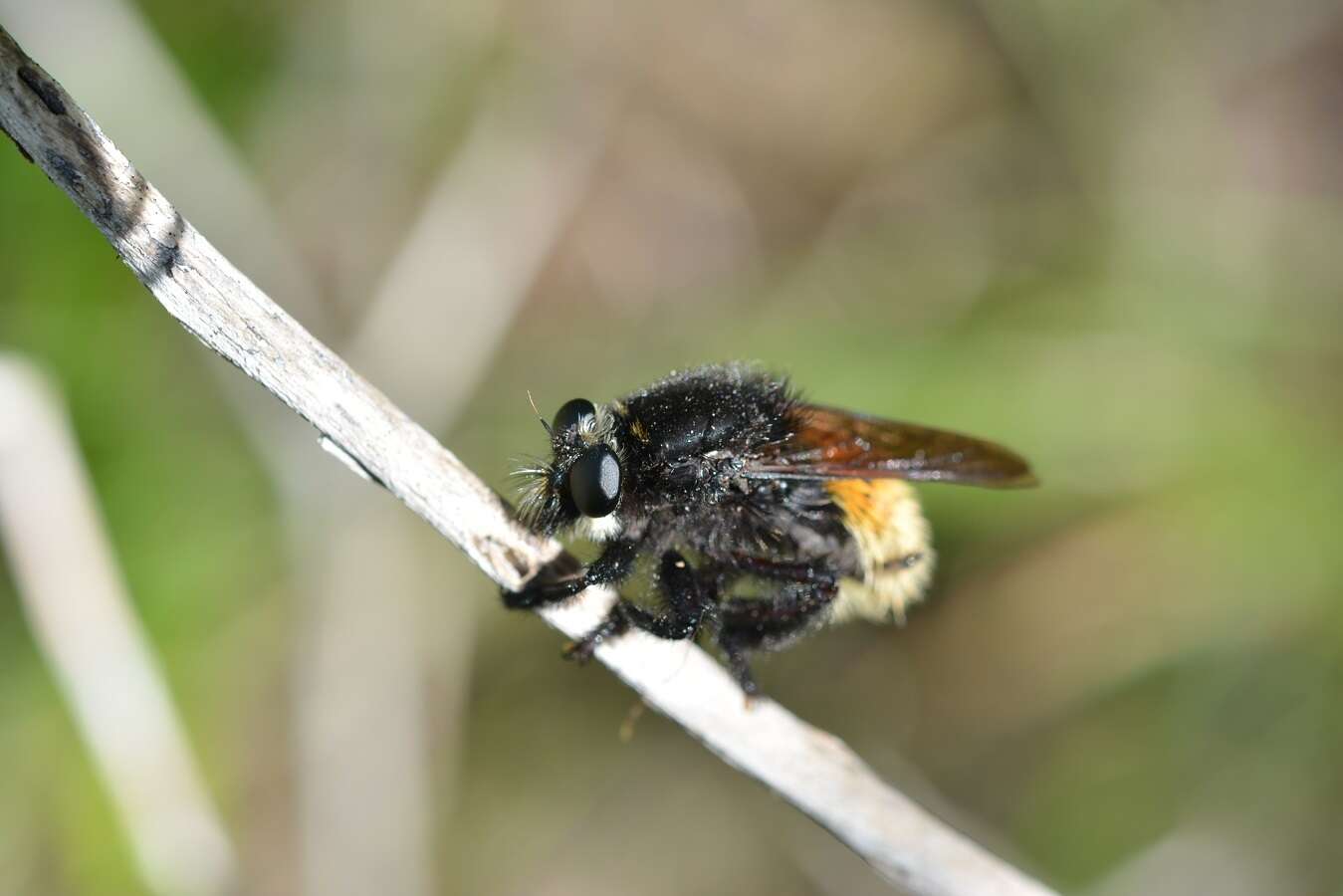 Слика од Mallophora minos (Wiedemann 1824)