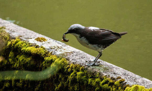 Image of Cinclus leucocephalus leuconotus Sclater & PL 1858