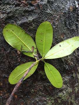 Image of mammee apple