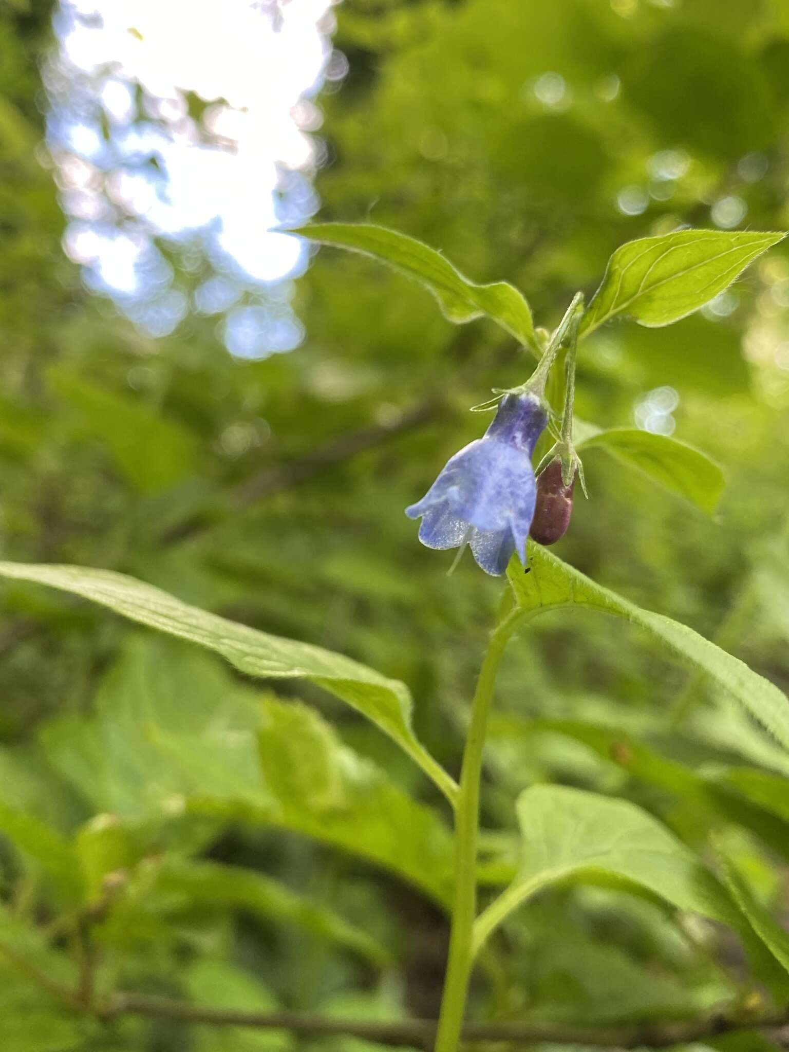 Imagem de Mertensia platyphylla A. A. Heller