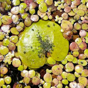 Image of Water lily aphid