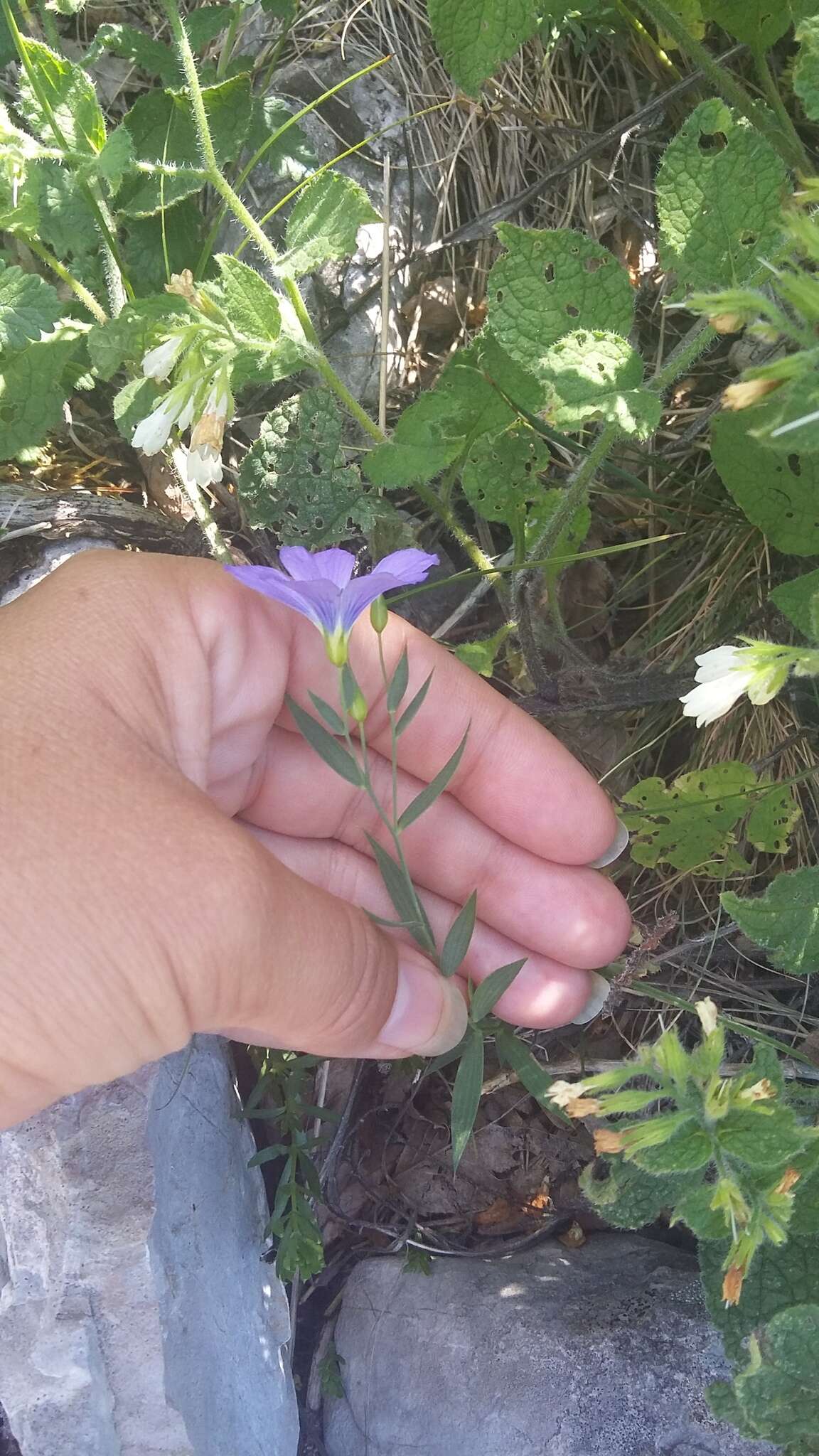 Imagem de Linum nervosum Waldst. & Kit.