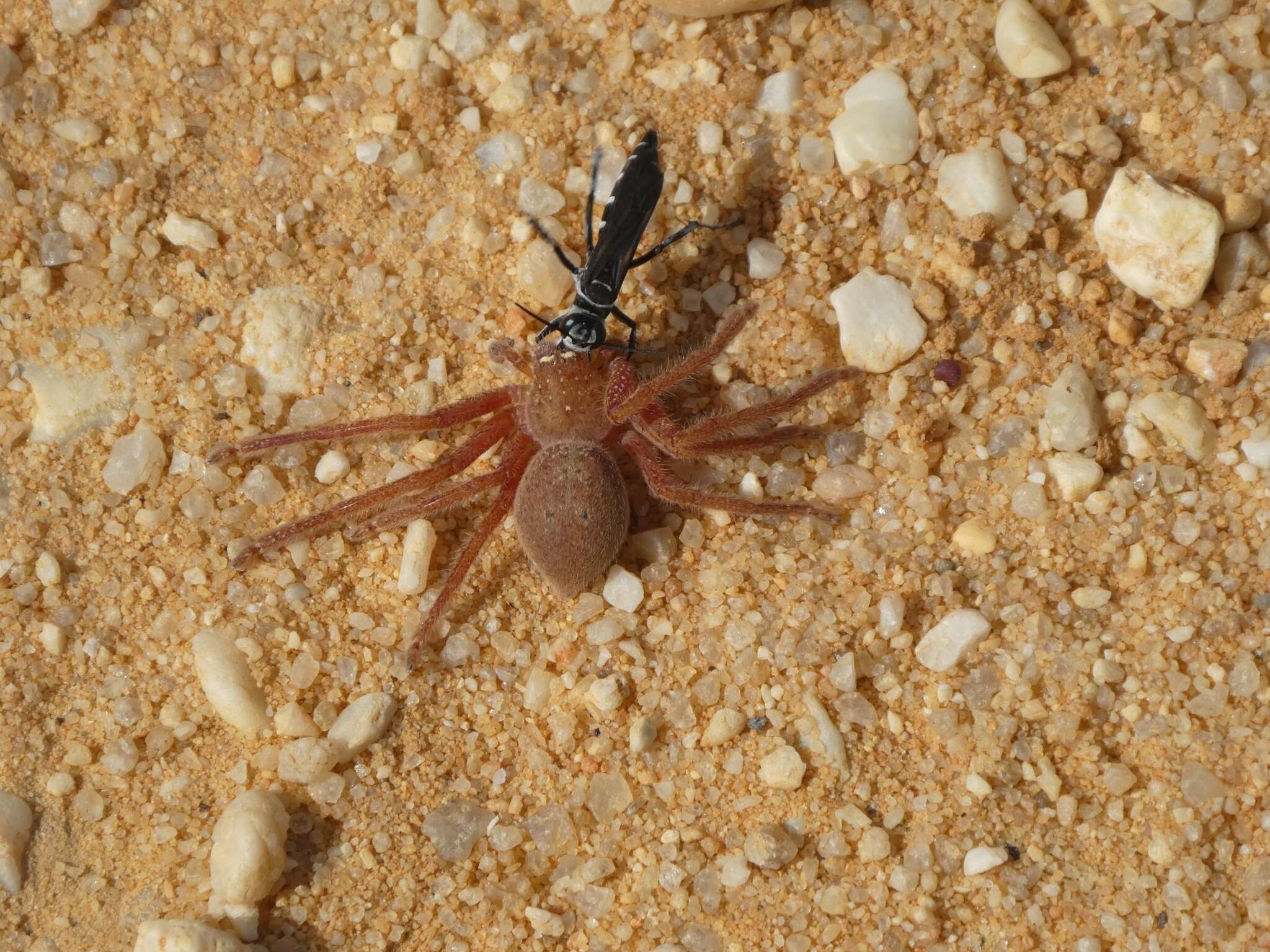 Image of Neosparassus diana (L. Koch 1875)