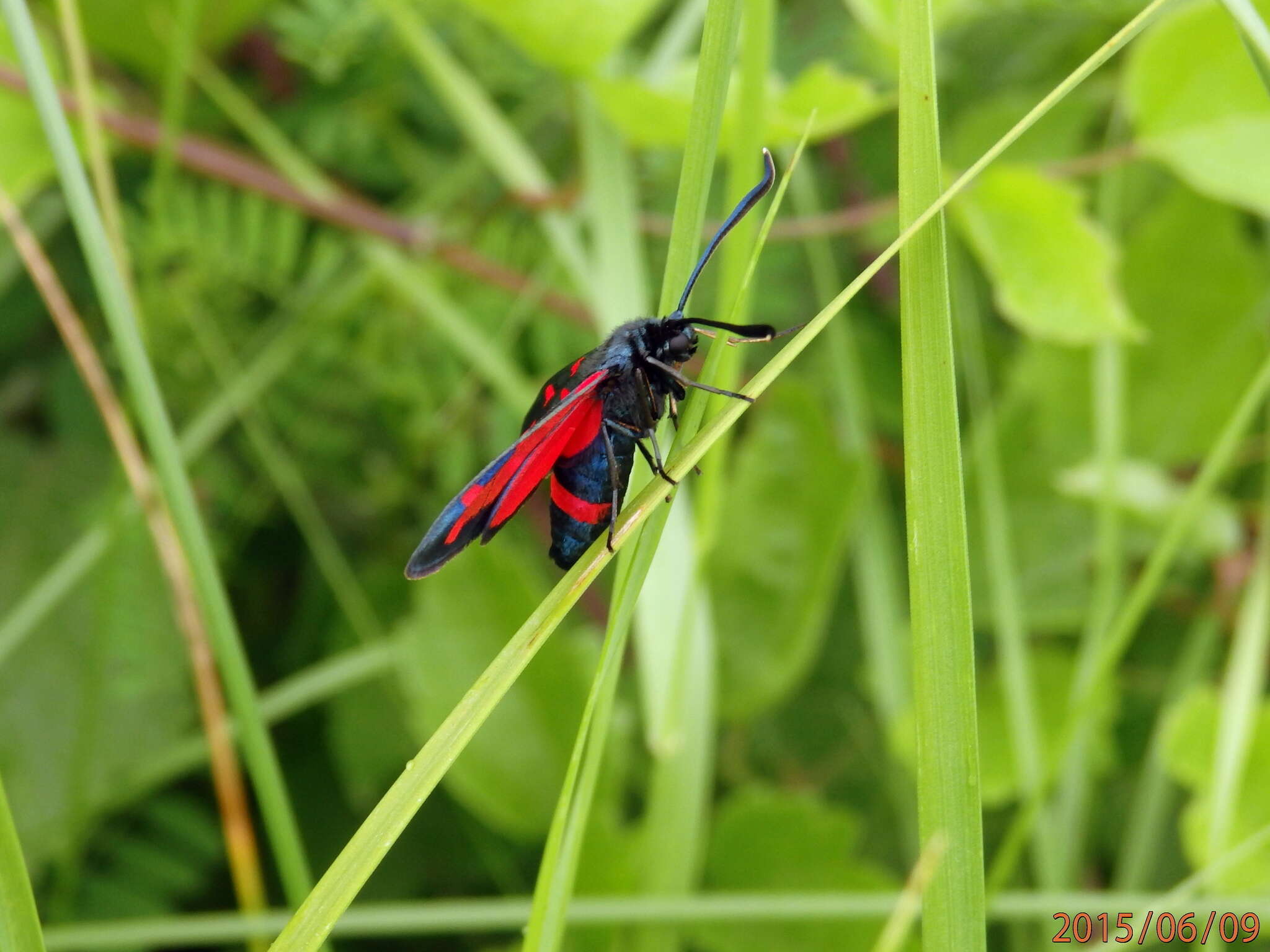 Image of Zygaena dorycnii Ochsenheimer 1808