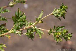 Image of brook cinquefoil