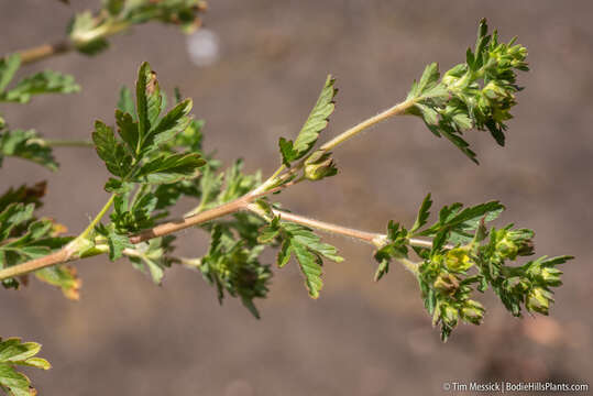 Image of brook cinquefoil