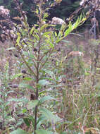 Image of wrinkleleaf goldenrod