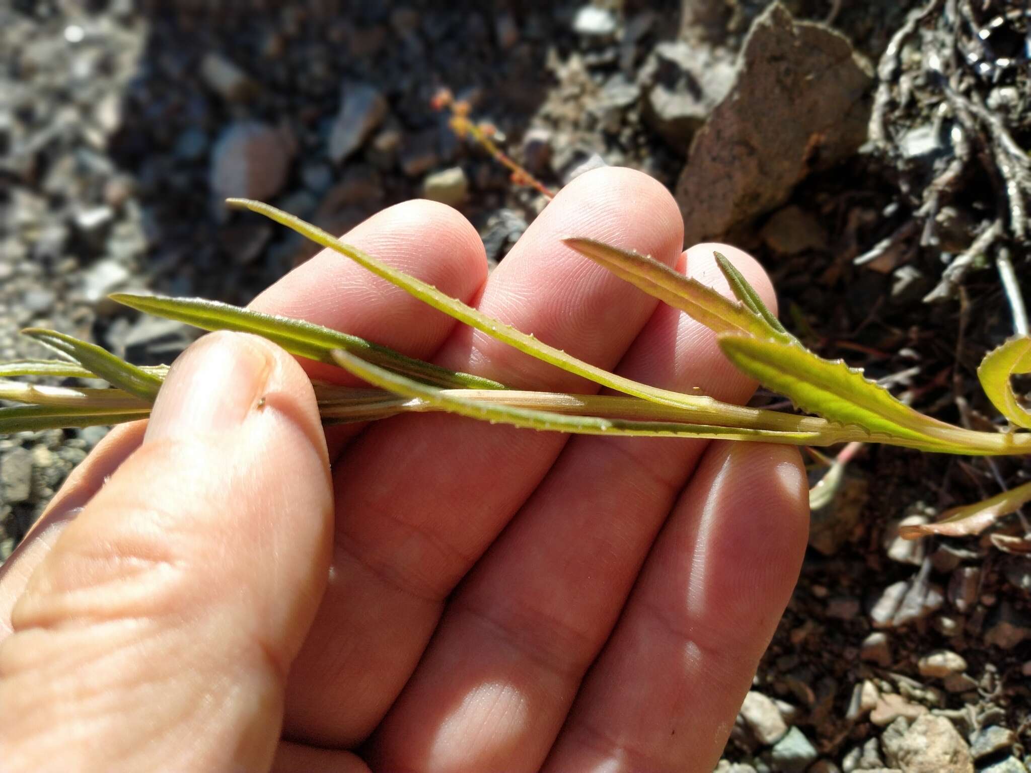 Image of Erechtites diversifolia Petrie.