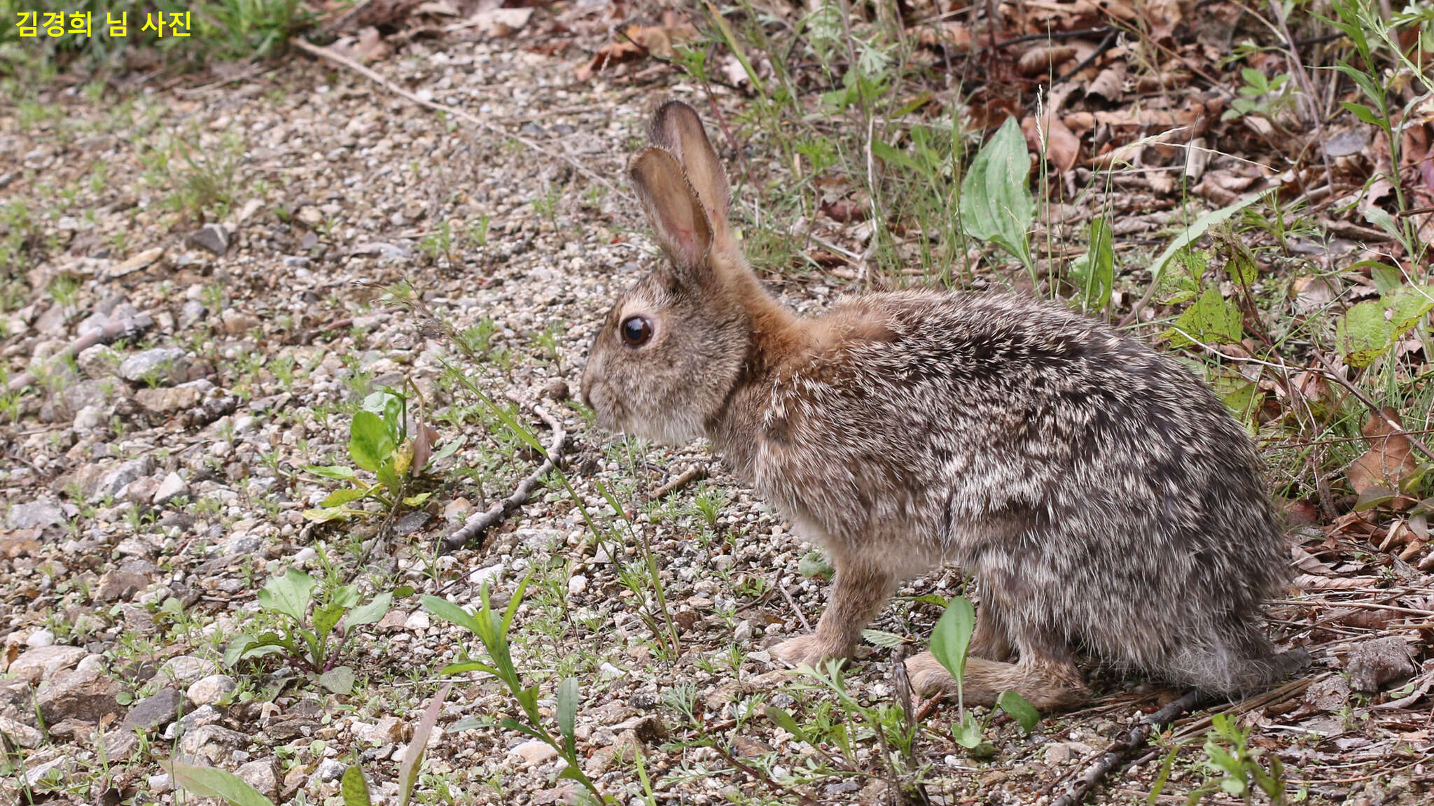 Imagem de Lepus coreanus Thomas 1892