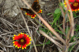 Sivun Junonia stemosa kuva