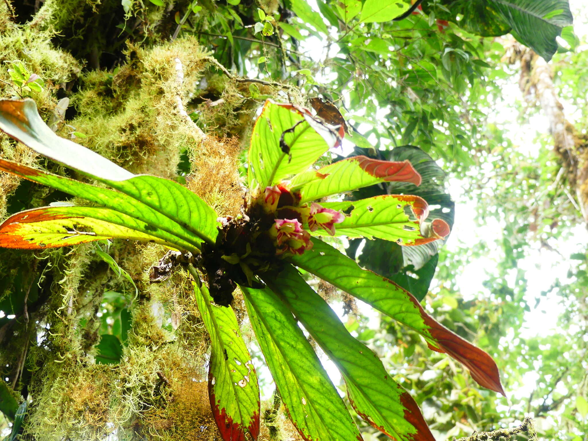 Image of Columnea medicinalis (Wiehler) L. E. Skog & L. P. Kvist