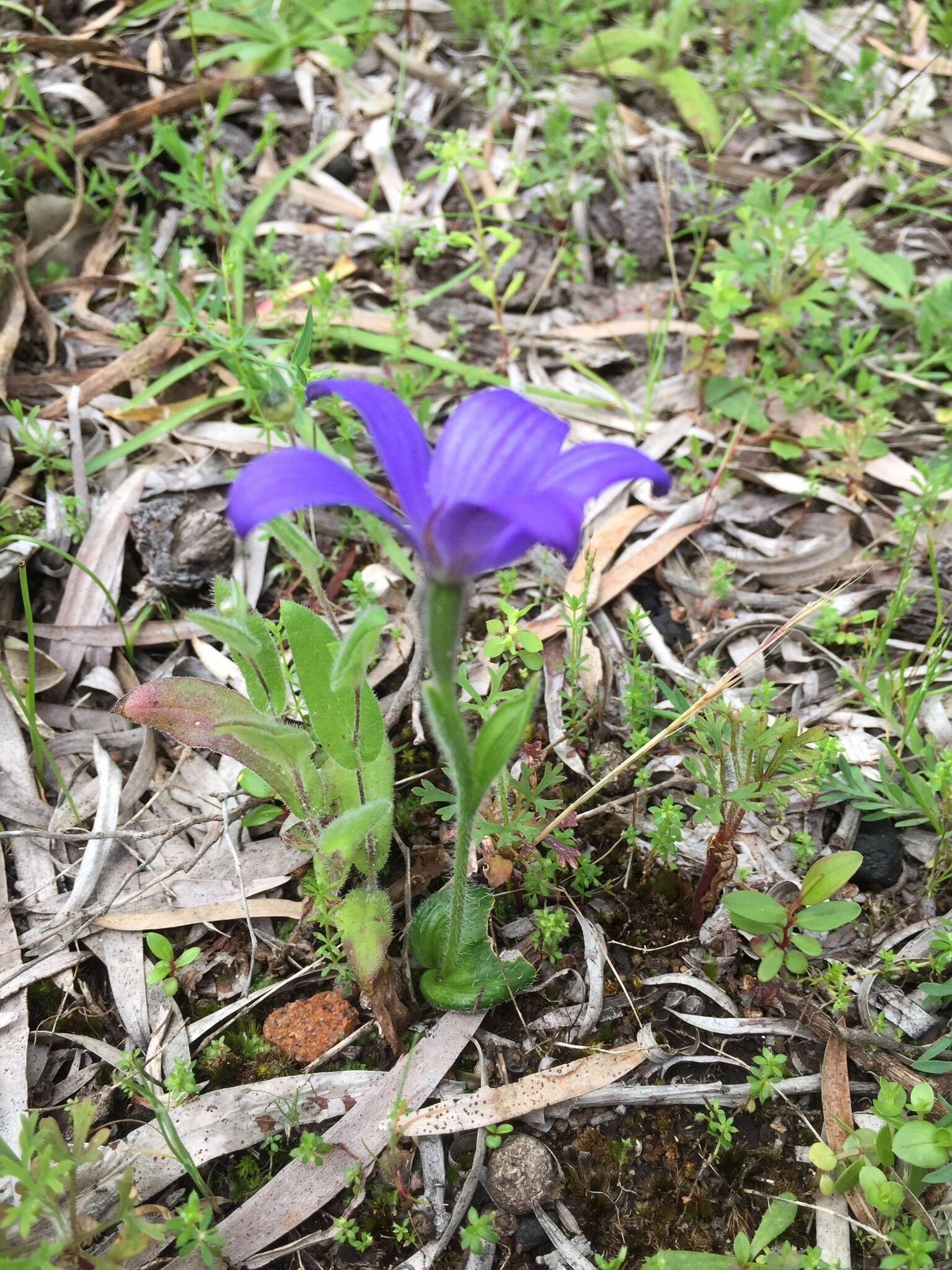 Caladenia gemmata Lindl.的圖片