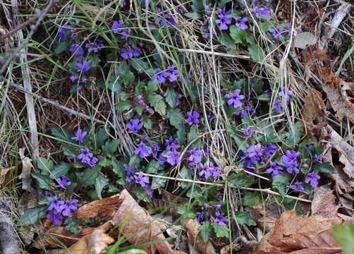 Image of Ajuga makinoi Nakai