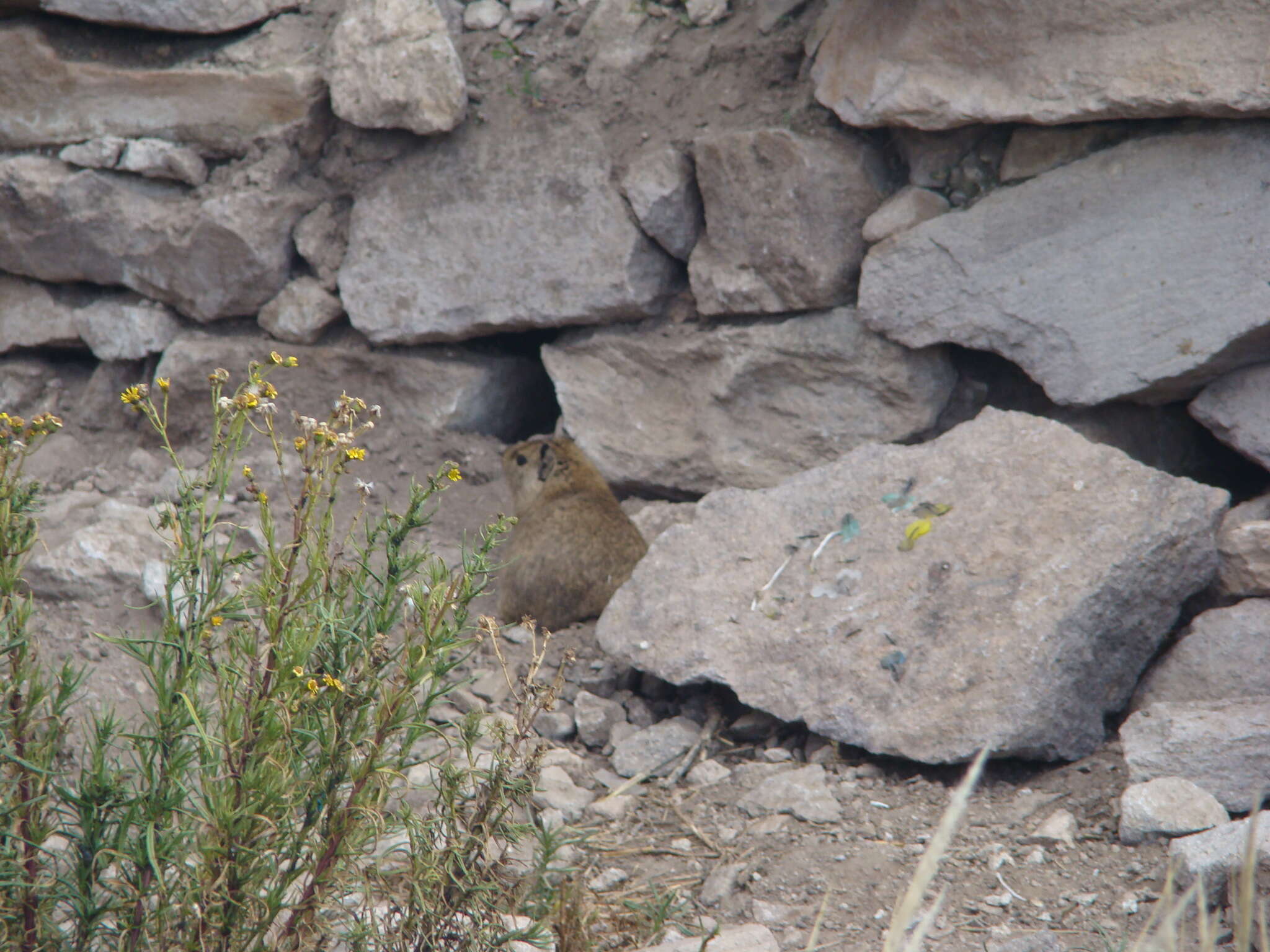 Image of common yellow-toothed cavy