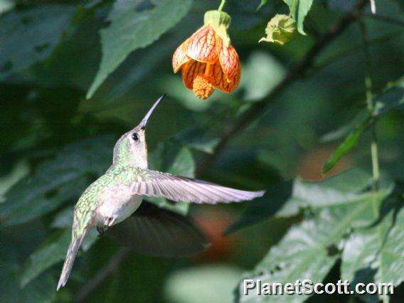 Image of Curve-winged Sabrewing