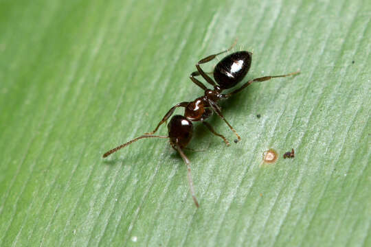 Image of Prolasius convexus McAreavey 1947