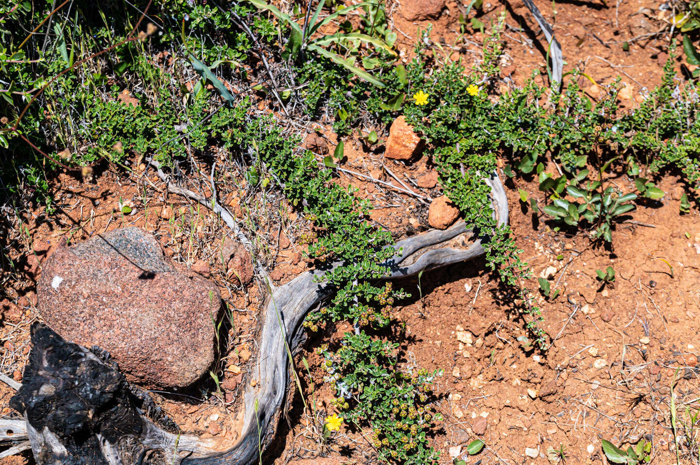 Image of Pine Hill buckbrush