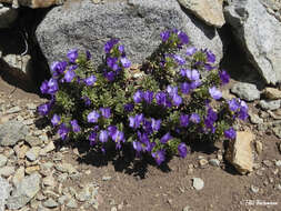 Image of Viola cotyledon Ging.