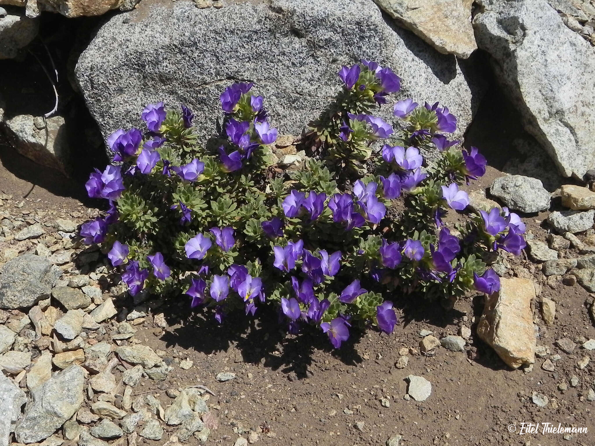 Imagem de Viola cotyledon Ging.