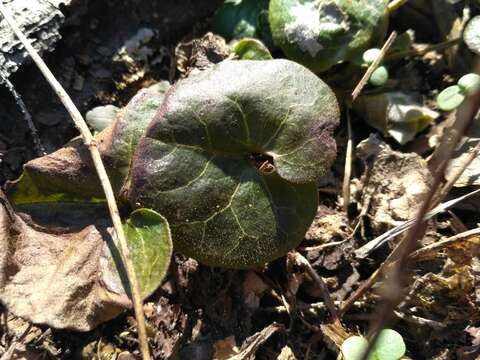 Image of European wild ginger