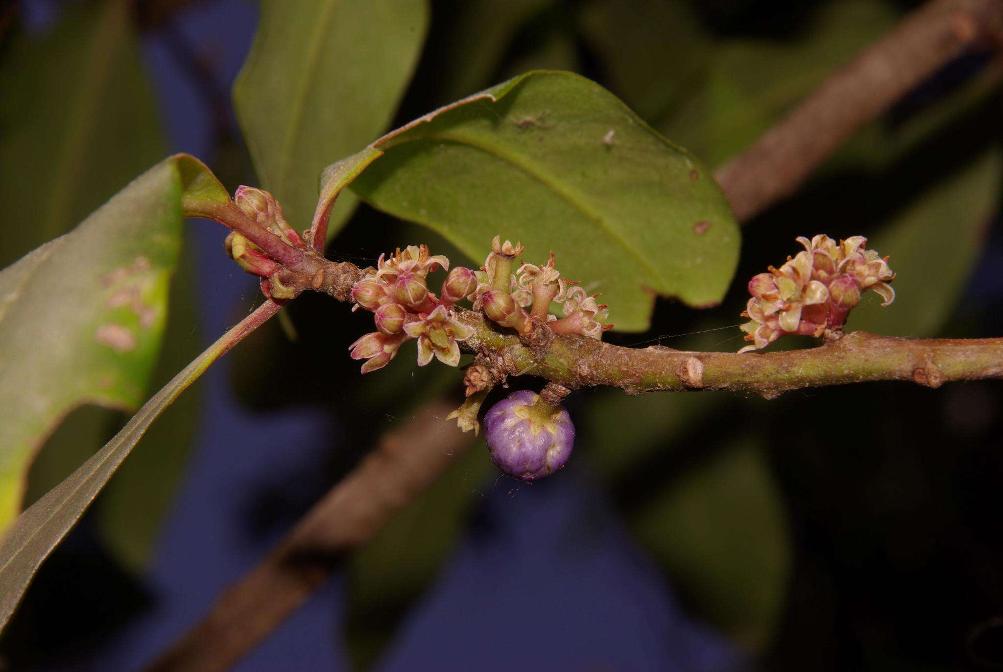 صورة Myrsine melanophloeos (L.) R. Br.