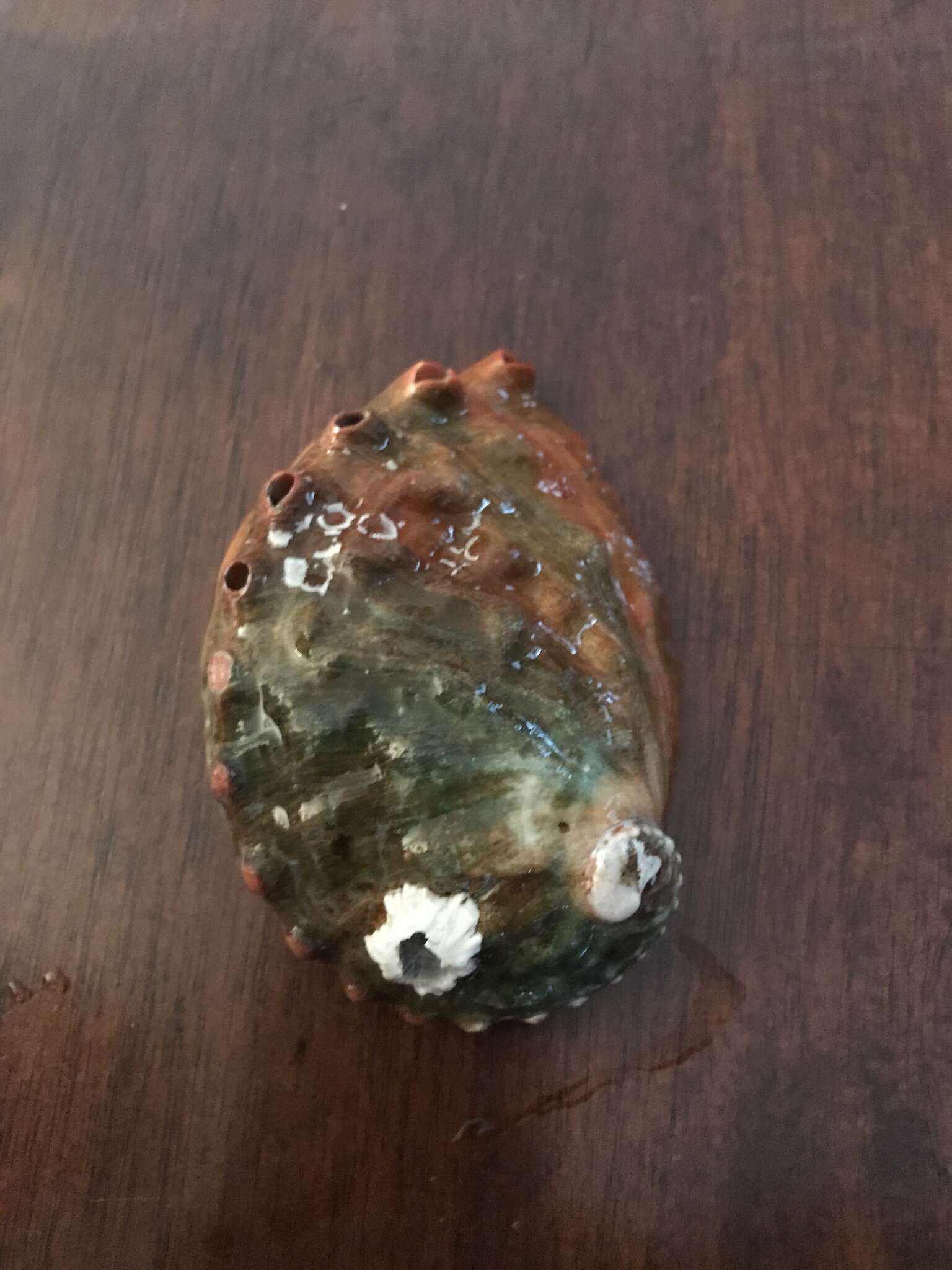 Image of Northern Abalone