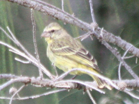 Image of Yellow-fronted Canary