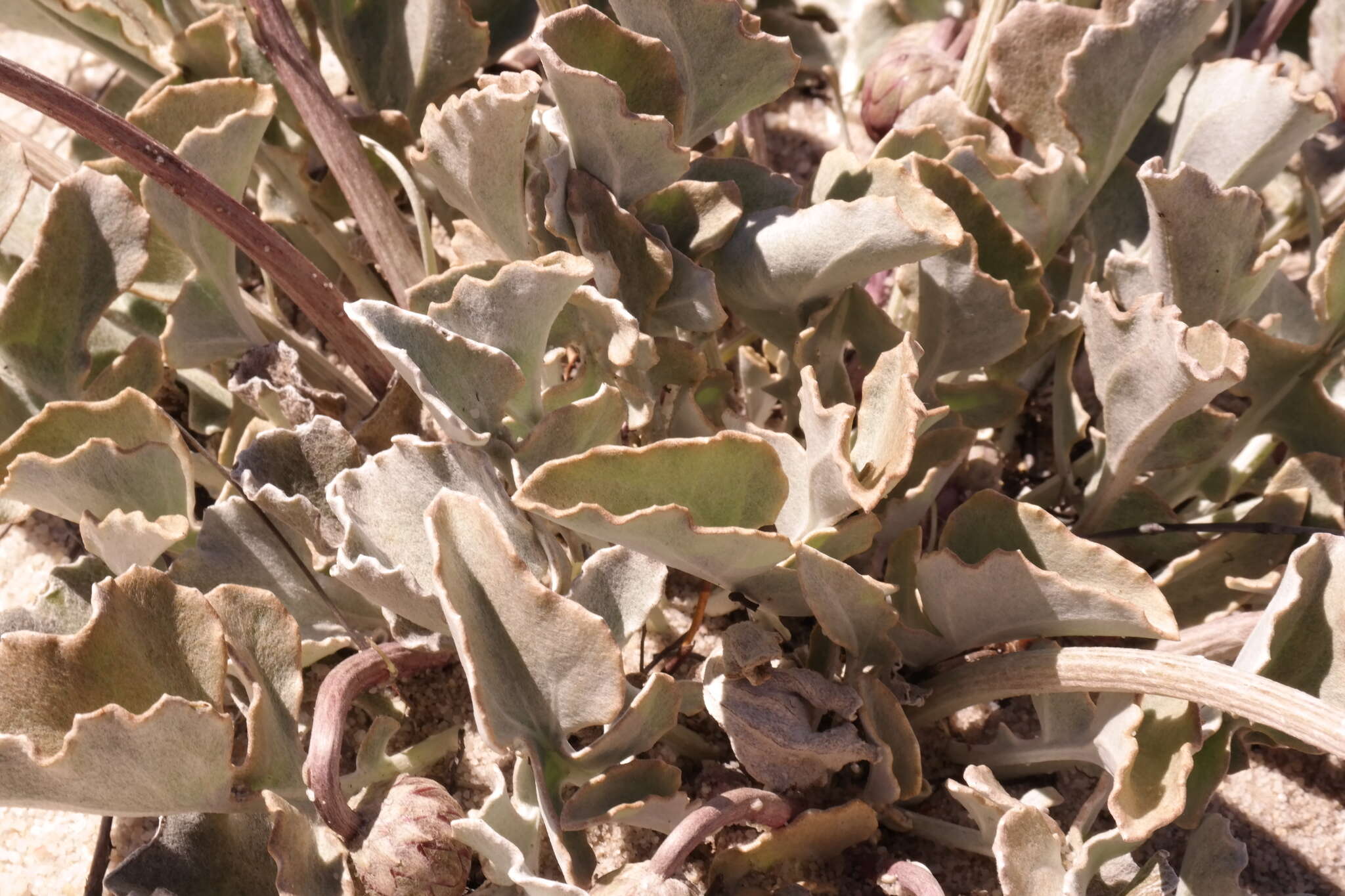 Image de Arctotis verbascifolia Harv.