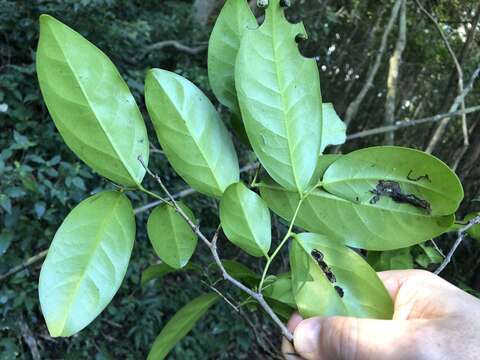 Image of Diospyros fasciculosa (F. Muell.) F. Muell.