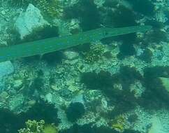 Image of Blue-spotted Cornetfish