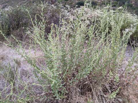 Plancia ëd Hazardia squarrosa var. grindelioides (DC.) W. D. Clark