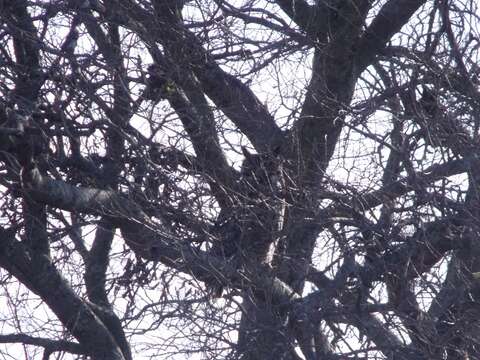 Image of Eagle-owls