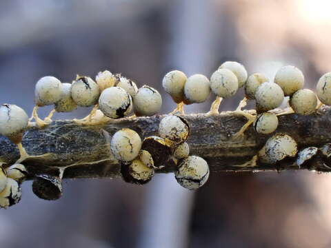 Image of Physarum albescens