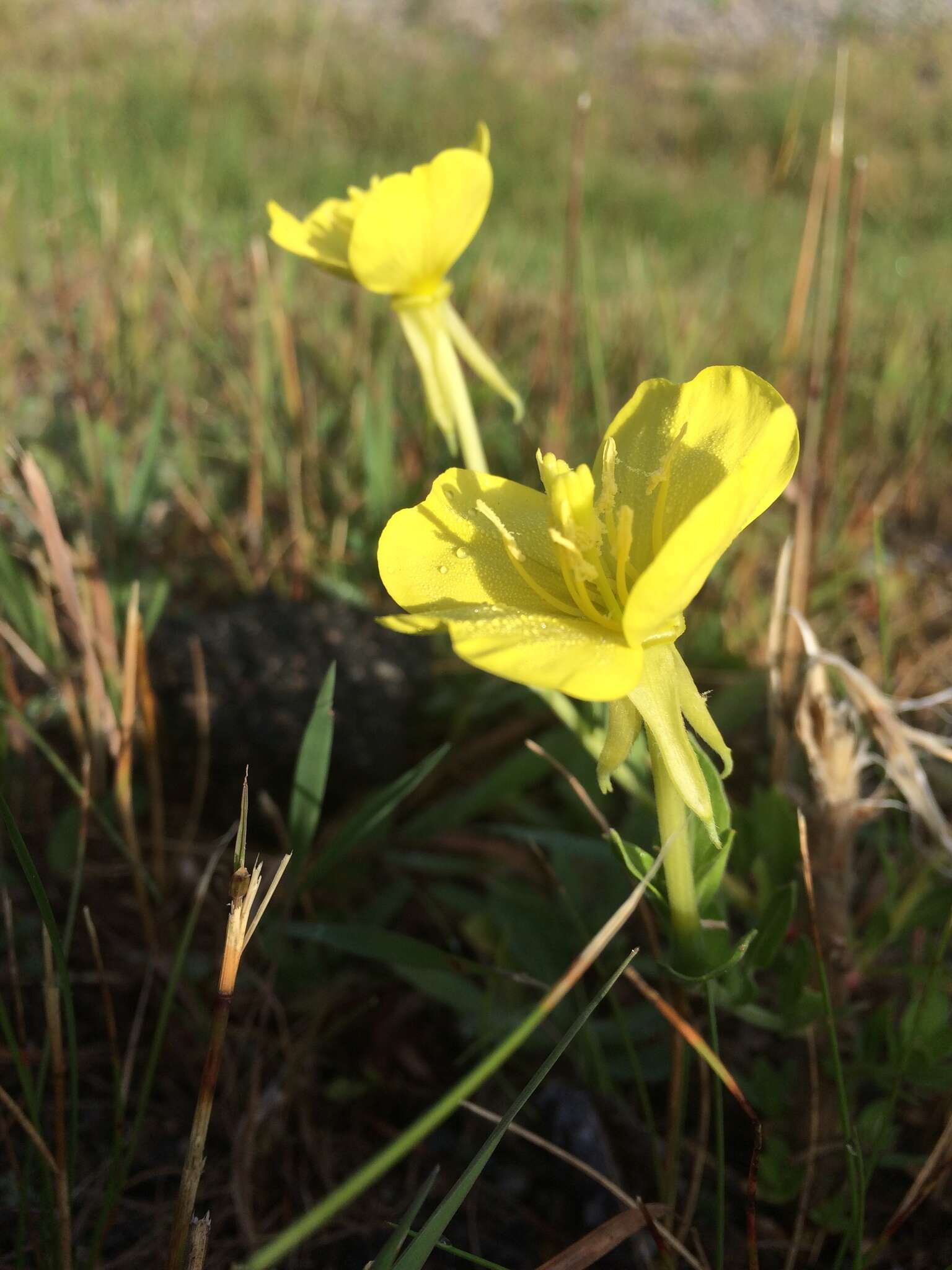 Plancia ëd Oenothera parviflora L.