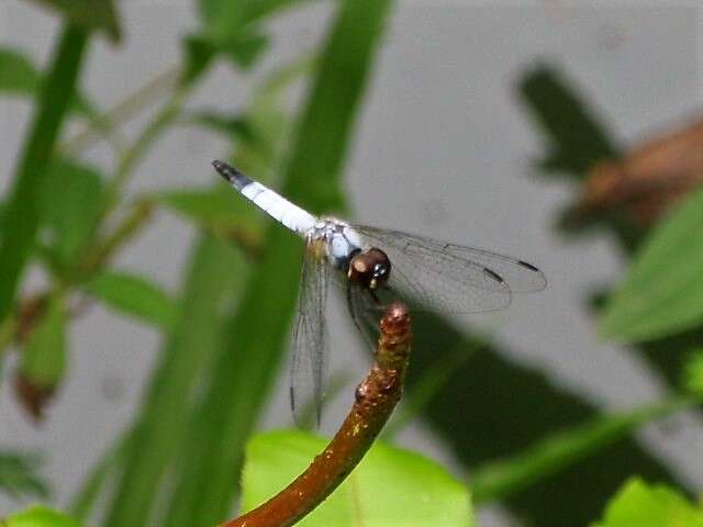 Слика од Aethriamanta gracilis (Brauer 1878)