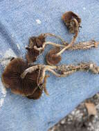 Image of Psilocybe caeruleoannulata Singer ex Guzmán 1978