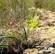 Image of Lachenalia orchioides (L.) Aiton