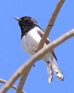 Image of Madagascan Magpie-Robin