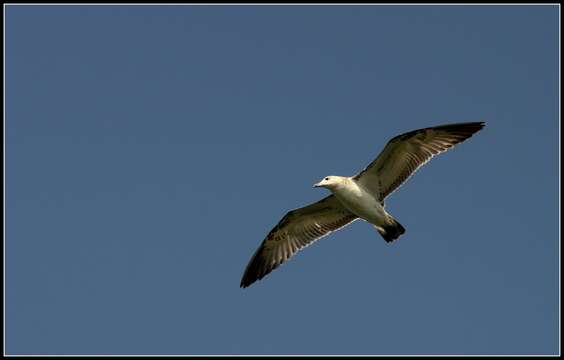 Image of Pallas's Gull