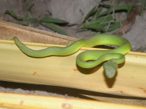 Image of White-lipped island pitviper