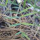 صورة Lathyrus lanszwertii subsp. lanszwertii